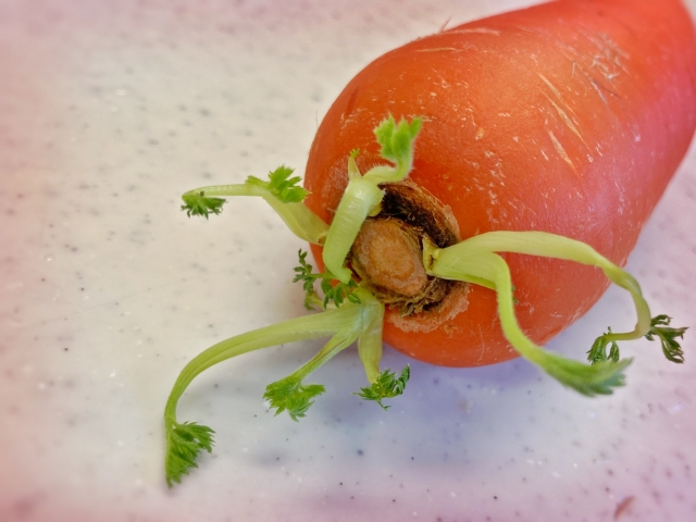 人参の常温保存で気になる見分け方と対策